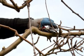 Linee guida Inail per il lavoro su alberi con funi